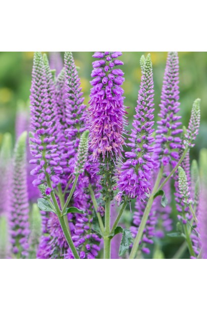 Вероніка колосиста ‘Фірст Матч’